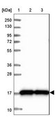 Anti-CNPY2 antibody produced in rabbit Prestige Antibodies® Powered by Atlas Antibodies, affinity isolated antibody, buffered aqueous glycerol solution