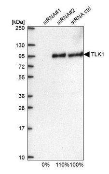 Anti-TLK1 antibody produced in rabbit Prestige Antibodies&#174; Powered by Atlas Antibodies, affinity isolated antibody, buffered aqueous glycerol solution