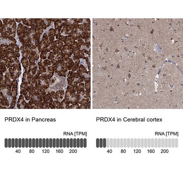 Anti-PRDX4 antibody produced in rabbit Prestige Antibodies&#174; Powered by Atlas Antibodies, affinity isolated antibody, buffered aqueous glycerol solution