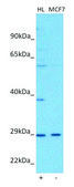 Anti-SLC7A11 antibody produced in rabbit affinity isolated antibody