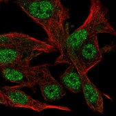 Anti-CLASRP antibody produced in rabbit Prestige Antibodies® Powered by Atlas Antibodies, affinity isolated antibody, buffered aqueous glycerol solution