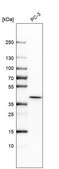 Anti-THOC3 antibody produced in rabbit Prestige Antibodies® Powered by Atlas Antibodies, affinity isolated antibody, buffered aqueous glycerol solution