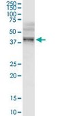 Anti-B3GNT3 antibody produced in rabbit purified immunoglobulin, buffered aqueous solution