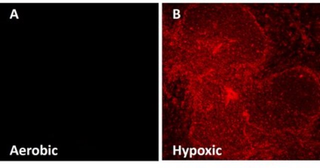 Anti-EF5 Antibody, clone ELK3-51 Antibody, Cyanine 5 conjugate clone ELK3-51, from mouse, CY5 conjugate