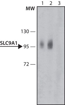 Anti-SLC9A1 antibody produced in rabbit ~1.0&#160;mg/mL, affinity isolated antibody, buffered aqueous solution