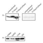 Anti-Fbxo7 Antibody