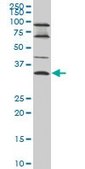 Monoclonal Anti-EPSTI1 antibody produced in mouse clone 2A8, purified immunoglobulin, buffered aqueous solution