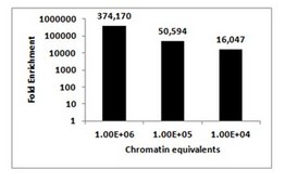 ChIPAb+ Nanog Antibody - ChIP Validated Antibody and Primer Set from mouse