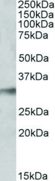 Anti-NEK7 (C-terminal) antibody produced in goat affinity isolated antibody, buffered aqueous solution