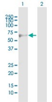 Anti-ADRB3 antibody produced in mouse purified immunoglobulin, buffered aqueous solution