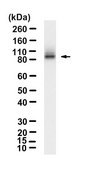 Anti-TRIM8 Antibody, clone 1I18 ZooMAb® Rabbit Monoclonal recombinant, expressed in HEK 293 cells