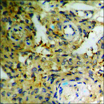 Anti-phospho-Telomerase (pSer824) antibody produced in rabbit affinity isolated antibody