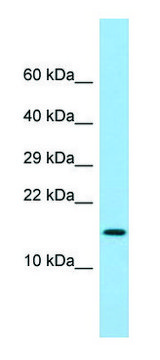 Anti-LY6G6D (N-terminal) antibody produced in rabbit affinity isolated antibody