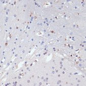 Anti-SOX2 antibody produced in rabbit