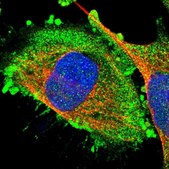 Anti-RGP1 antibody produced in rabbit Prestige Antibodies® Powered by Atlas Antibodies, affinity isolated antibody, buffered aqueous glycerol solution, Ab2