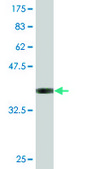 Monoclonal Anti-FLJ10808, (C-terminal) antibody produced in mouse clone 1D11, purified immunoglobulin, buffered aqueous solution