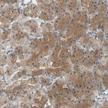 Anti-CDC42EP1 antibody produced in rabbit Prestige Antibodies&#174; Powered by Atlas Antibodies, affinity isolated antibody, buffered aqueous glycerol solution