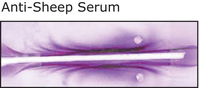 Anti-Sheep Serum antibody produced in rabbit whole antiserum