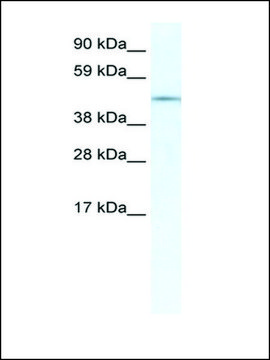 Anti-IRX3 antibody produced in rabbit IgG fraction of antiserum