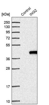 Anti-ING2 antibody produced in rabbit Prestige Antibodies&#174; Powered by Atlas Antibodies, affinity isolated antibody, buffered aqueous glycerol solution