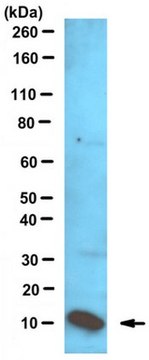 Anti-S100A8/MRP-8 Antibody (Azide Free) serum, from rabbit