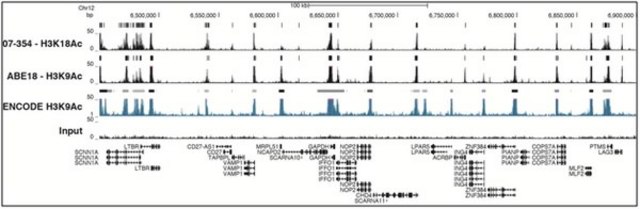 ChIPAb+乙酰化组蛋白H3 (Lys18)-ChIP经验证的抗体和引物组 serum, from rabbit