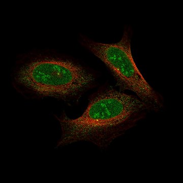 抗-NFE2L2 兔抗 Prestige Antibodies&#174; Powered by Atlas Antibodies, affinity isolated antibody