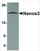 Anti-Nanos3 antibody produced in rabbit affinity isolated antibody, buffered aqueous solution
