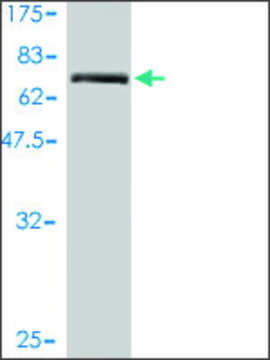 Monoclonal Anti-TMEM16K antibody produced in mouse clone 2B12-1A11, purified immunoglobulin, buffered aqueous solution