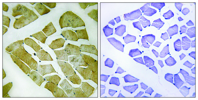 Anti-MYH4 antibody produced in rabbit affinity isolated antibody