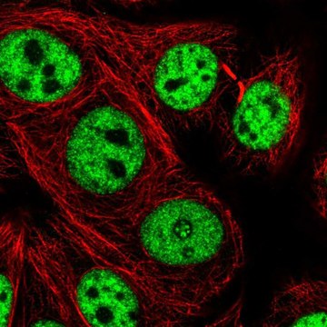 Anti-UBE4A antibody produced in rabbit Prestige Antibodies&#174; Powered by Atlas Antibodies, affinity isolated antibody