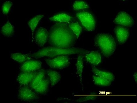 Monoclonal Anti-RDX antibody produced in mouse clone 1D9, purified immunoglobulin, buffered aqueous solution