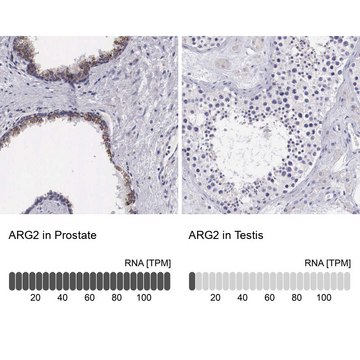 Anti-ARG2 antibody produced in rabbit affinity isolated antibody, buffered aqueous glycerol solution