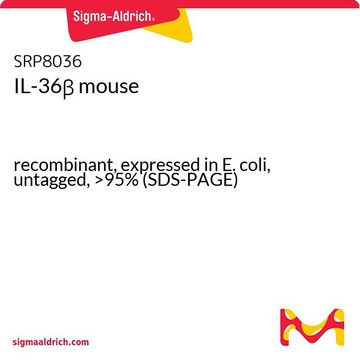 IL-36&#946; mouse recombinant, expressed in E. coli, untagged, &gt;95% (SDS-PAGE)