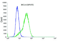 Anti-BCL-6 antibody, Rabbit monoclonal clone SP155, recombinant, expressed in proprietary host, affinity isolated antibody