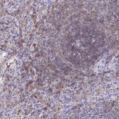 Anti-CD72 antibody produced in rabbit Prestige Antibodies® Powered by Atlas Antibodies, affinity isolated antibody, buffered aqueous glycerol solution