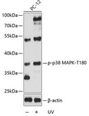 Anti-Phospho-p38 MAPK-T180 antibody produced in rabbit