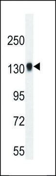 ANTI-TDRD7 (C-TERM) antibody produced in rabbit IgG fraction of antiserum, buffered aqueous solution