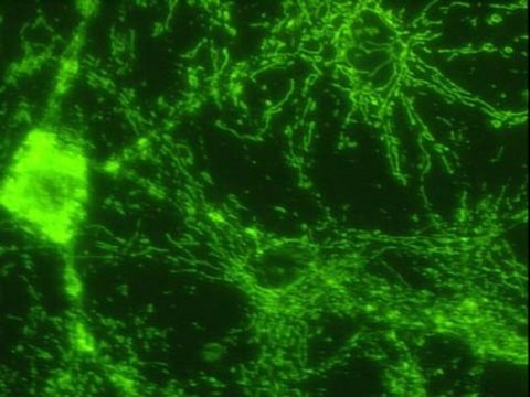 Anti-ATP Synthase Antibody, &#946; chain, clone 4.3E8.D1 clone 4.3E8.D1, Chemicon&#174;, from mouse