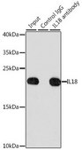 Anti-IL18 antibody produced in rabbit