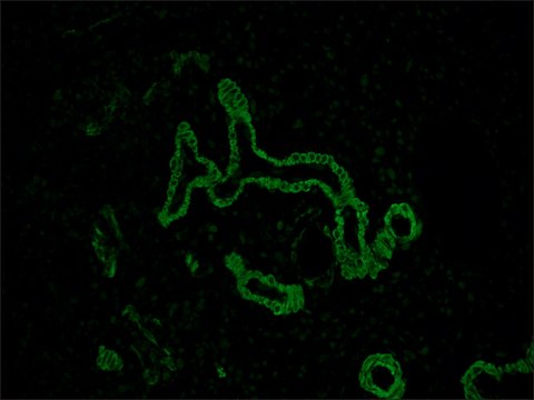 Anti-Mouse IgG (Fc specific) F(ab&#8242;)2 fragment&#8722;FITC antibody produced in goat affinity isolated antibody, buffered aqueous solution