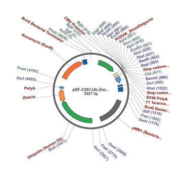 PSF-CMV-UB-ZEO ASCI - ZEOCIN SELECTION PLASMID plasmid vector for molecular cloning