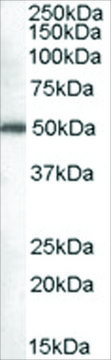 Anti-Dead-box protein 6 antibody produced in goat affinity isolated antibody, buffered aqueous solution