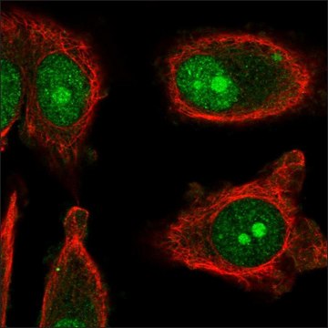 Anti-IL13RA2 antibody produced in rabbit Prestige Antibodies&#174; Powered by Atlas Antibodies, affinity isolated antibody