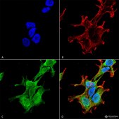 Monoclonal Anti-Ataxin - Biotin antibody produced in mouse clone S76-8, purified immunoglobulin