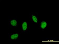Anti-LITAF antibody produced in mouse purified immunoglobulin, buffered aqueous solution