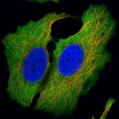 Monoclonal Anti-HER2 antibody produced in mouse Prestige Antibodies® Powered by Atlas Antibodies, clone CL0269, purified immunoglobulin, buffered aqueous glycerol solution