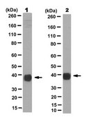 Anti-Aldolase C Antibody, N-Term, clone 4A9 clone 4A9, from mouse