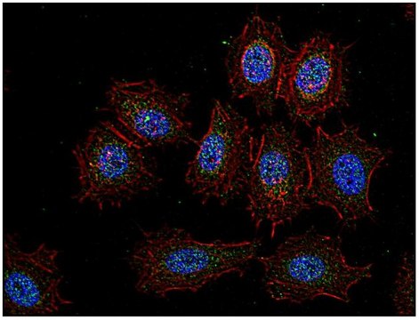 Monoclonal Anti-CSK antibody produced in mouse clone CSK-04