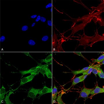 Monoclonal Anti-Fgfa/Fhfa - Atto 488 antibody produced in mouse clone S235-22, purified immunoglobulin